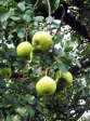 �pfel 2