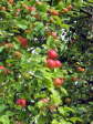 �pfel 3
